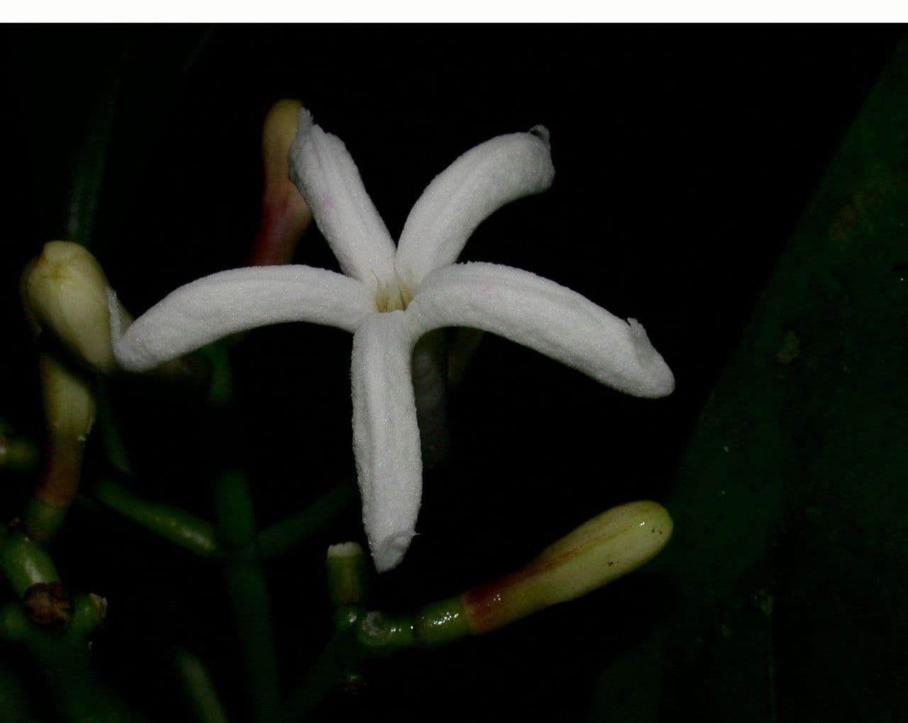 Palicourea 8
