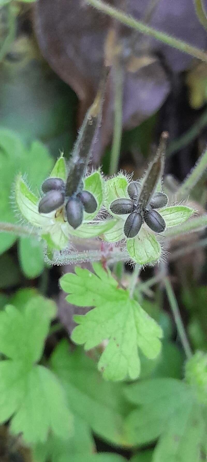 Géranium à feuilles rondes 4