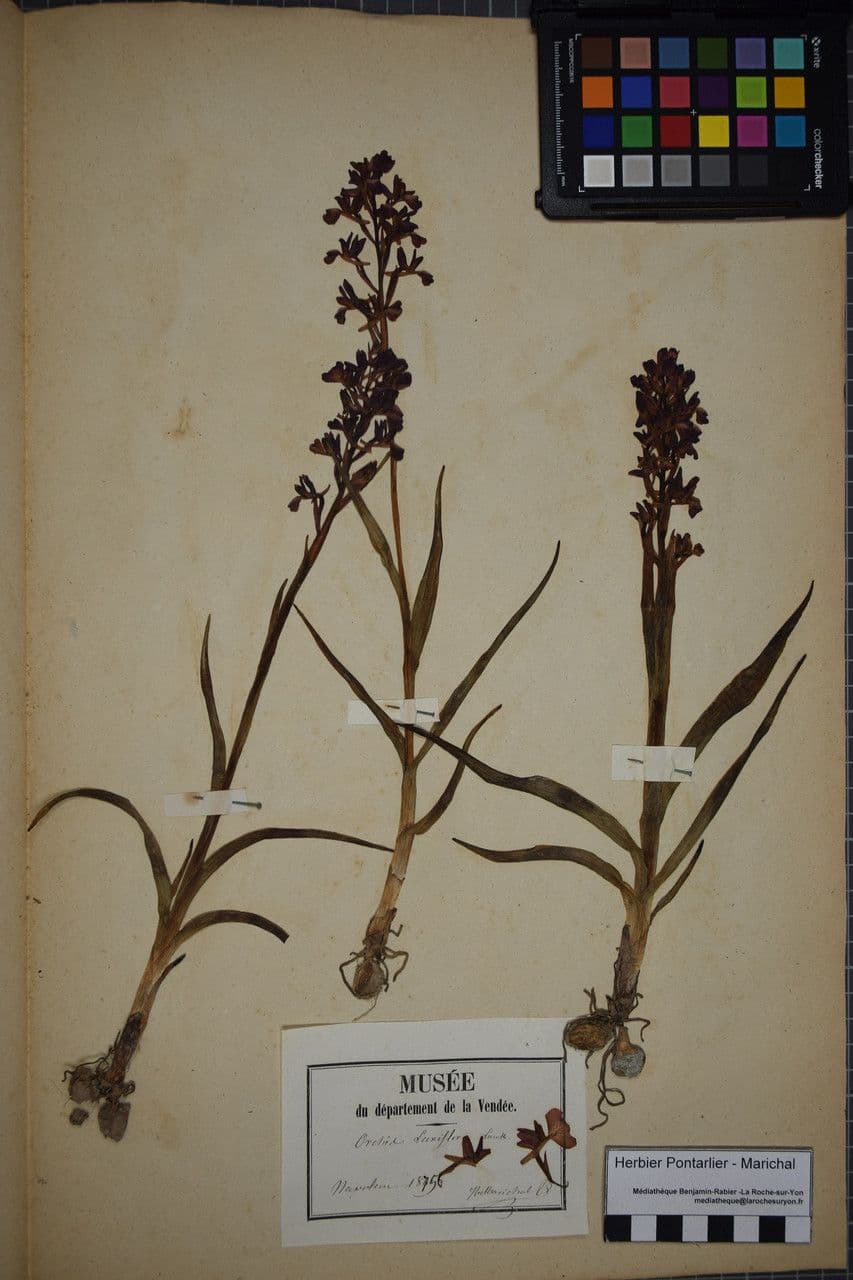 Orchide di palude 23
