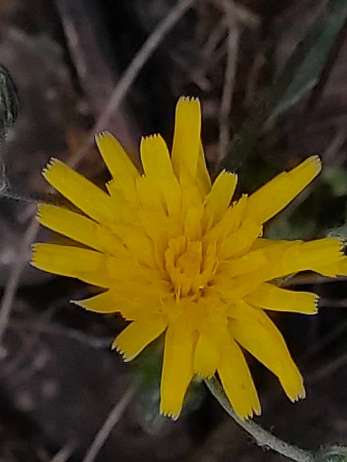 Hieracium