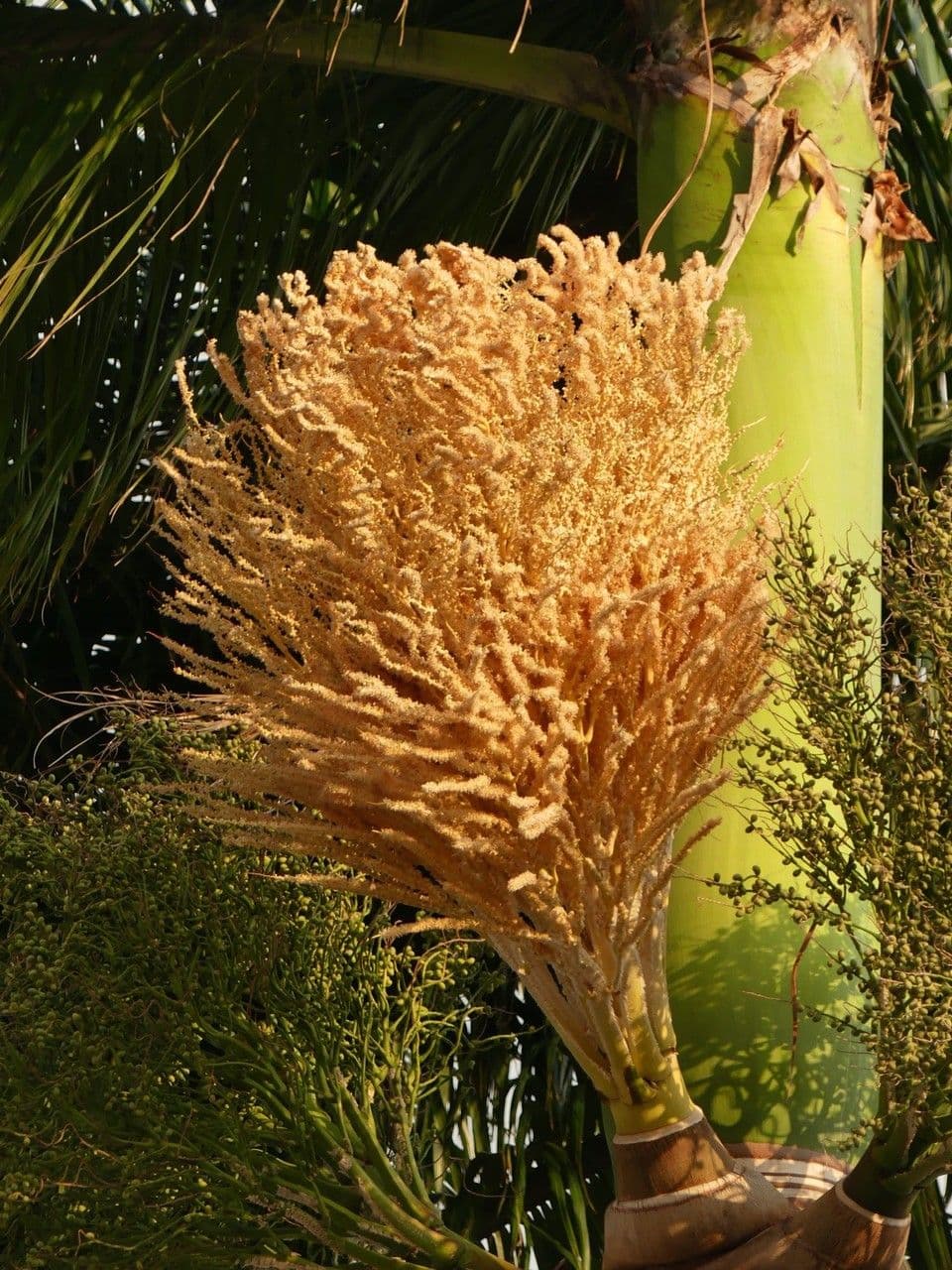 Palmier royal 7