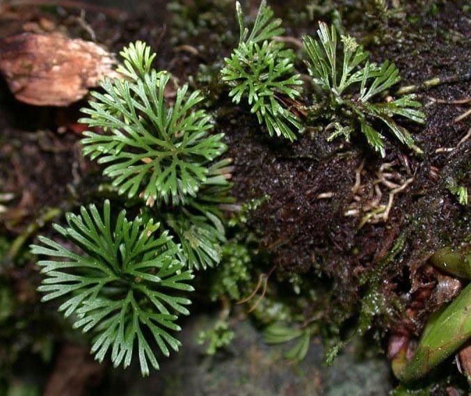 Elaphoglossum peltatum 7