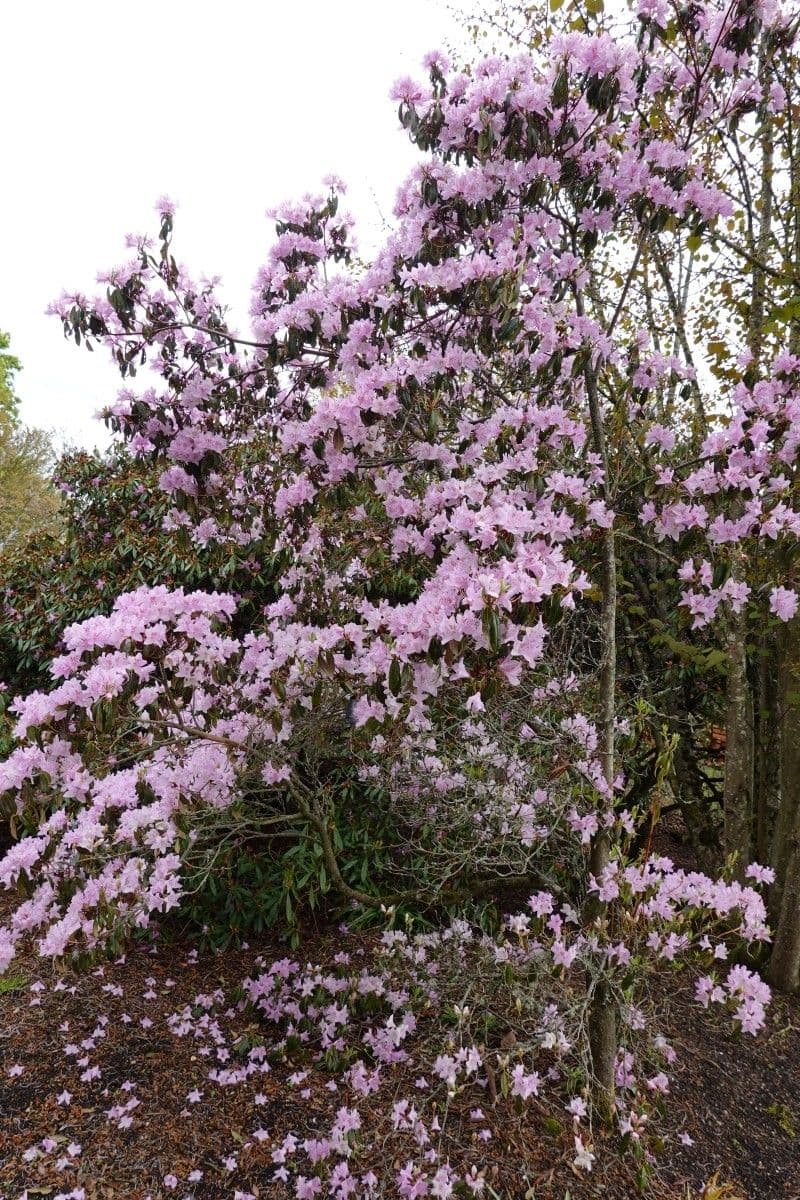 Rododendro 9