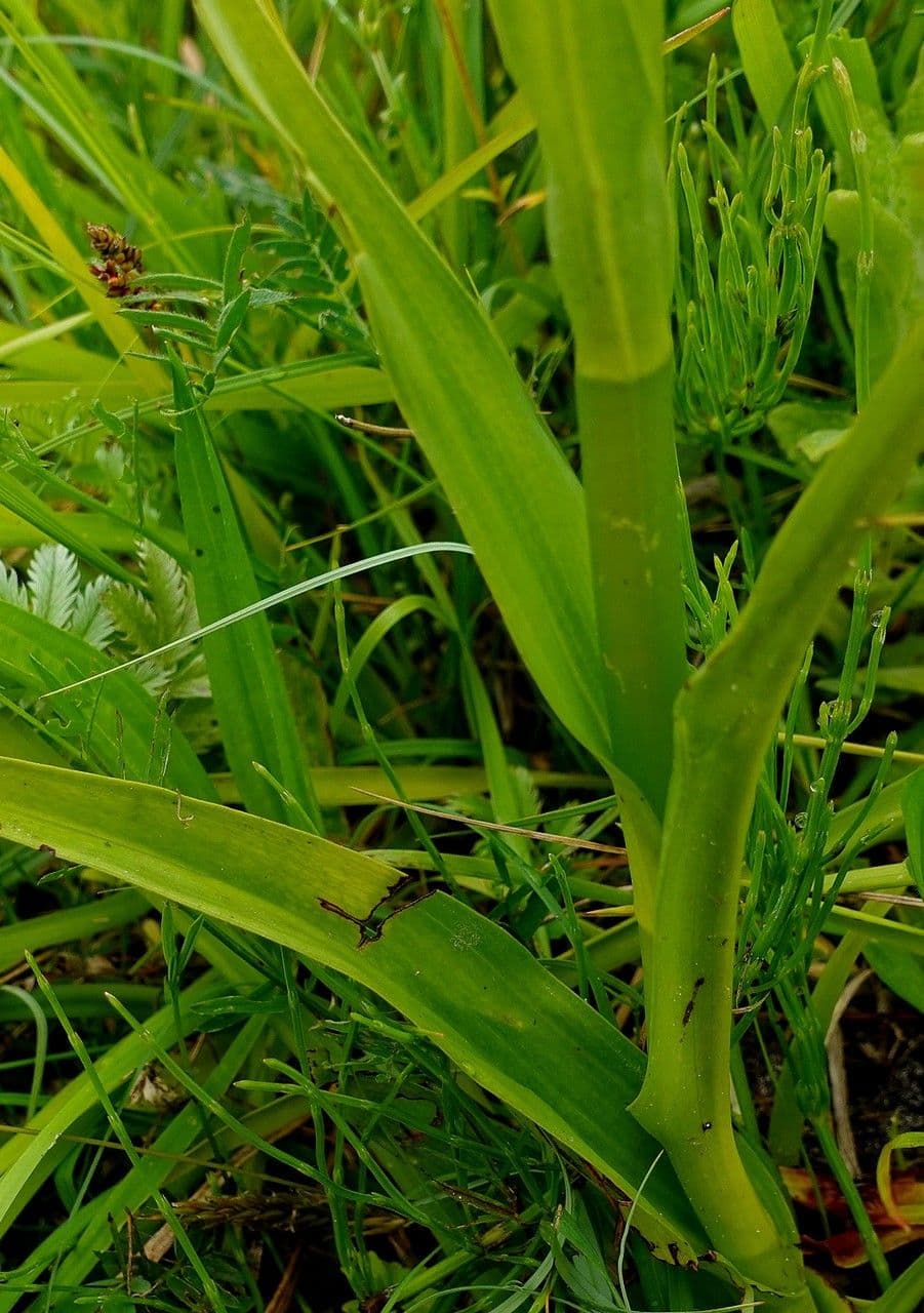 Orchis négligé 17