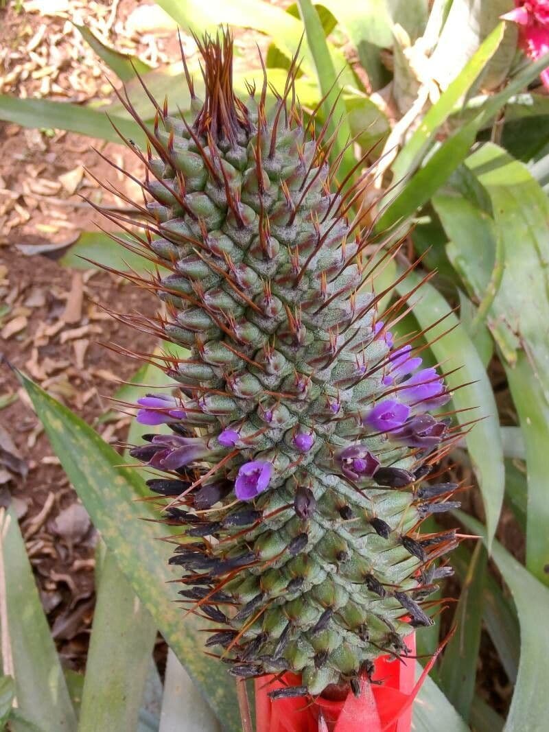 Aechmea 3