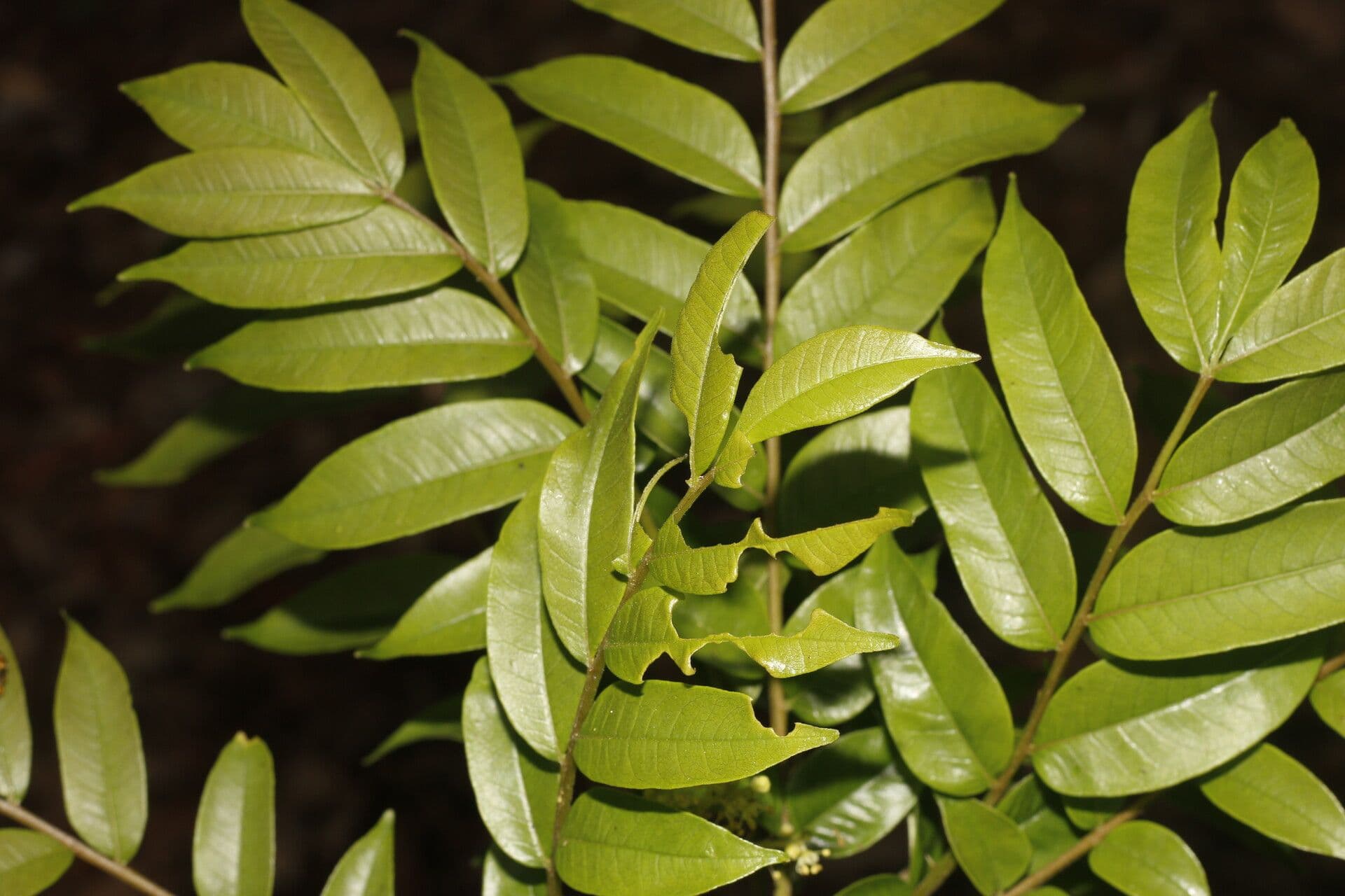 Zanthoxylum 14