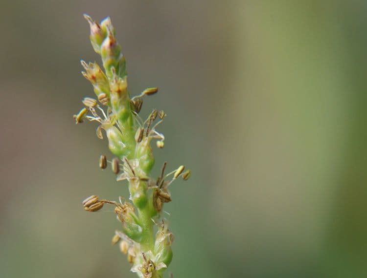 Piantaggine lanugginosa 2