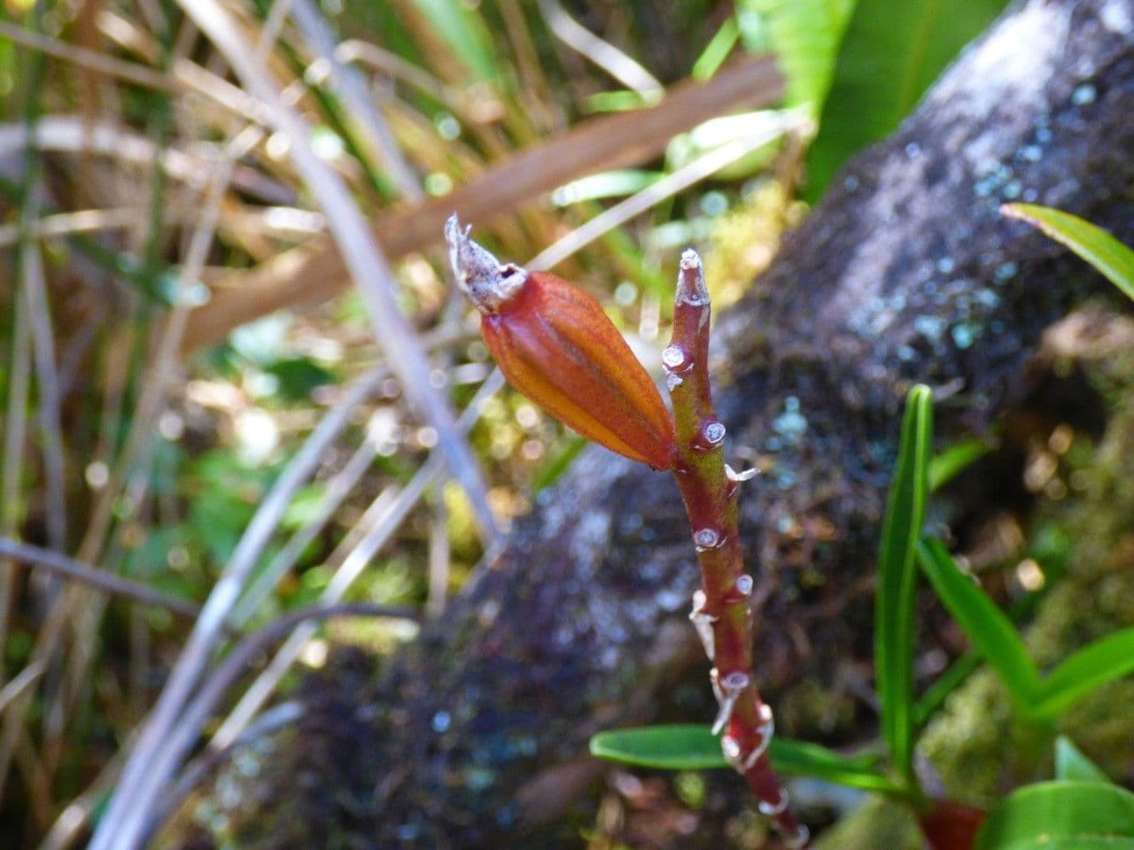 Bulbophyllum 2