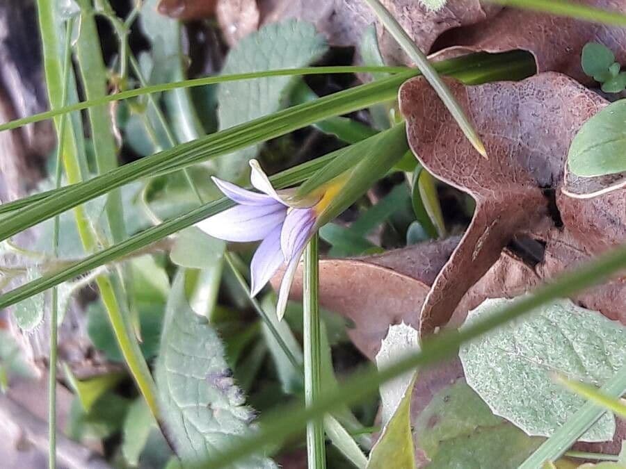 Romulea 19