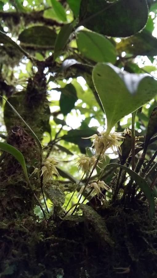 Pleurothallis ruscifolia 3