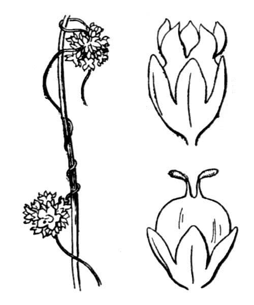 Cuscuta del lino 13