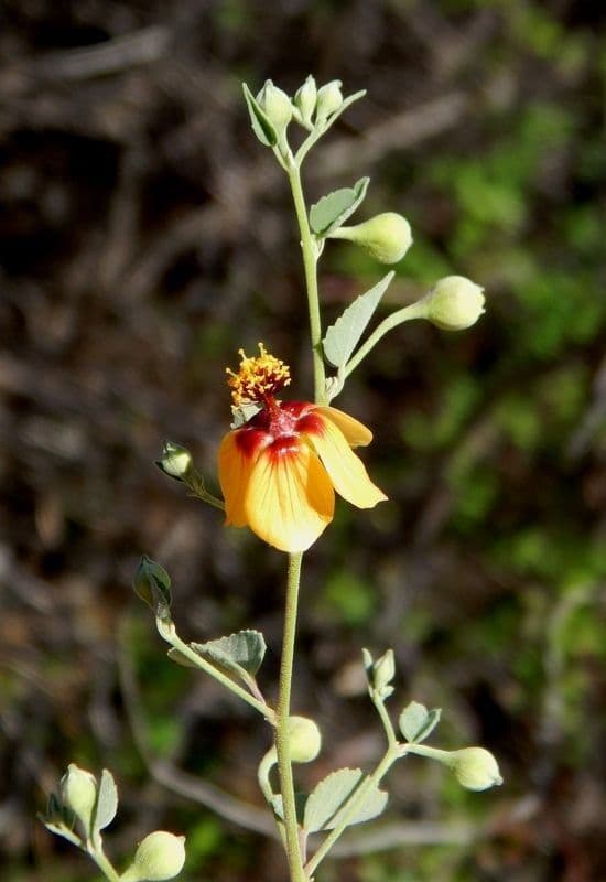 Abutilon incanum 7