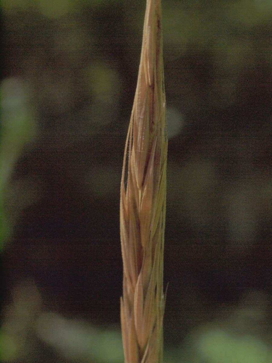 Elymus glaucus 3