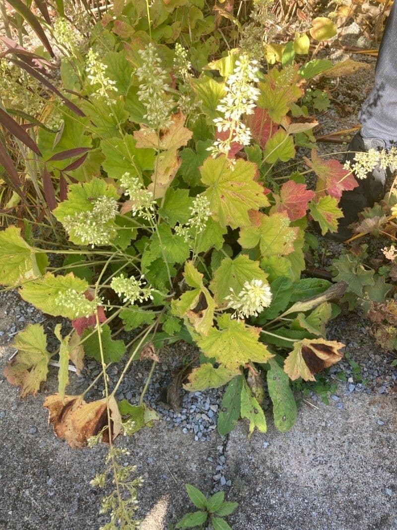Alumroot peludo 16