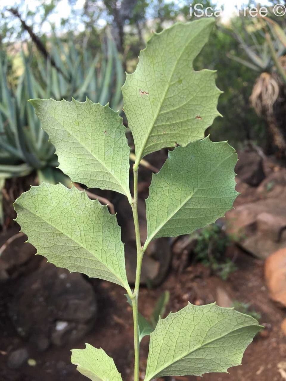 Maytenus