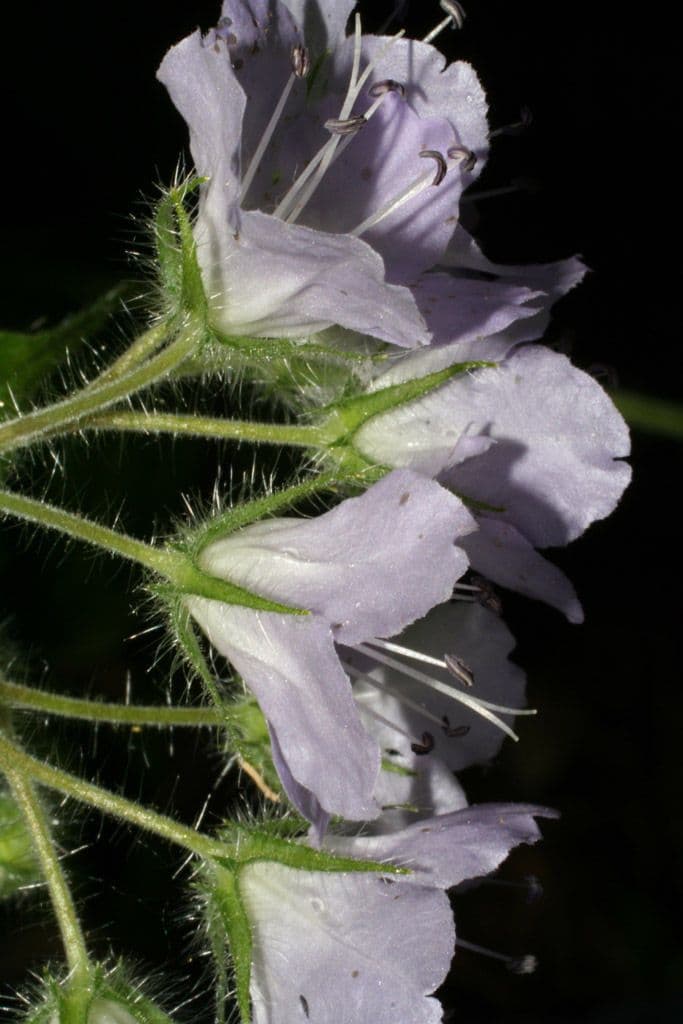 Feuille d'eau appendiculée 2