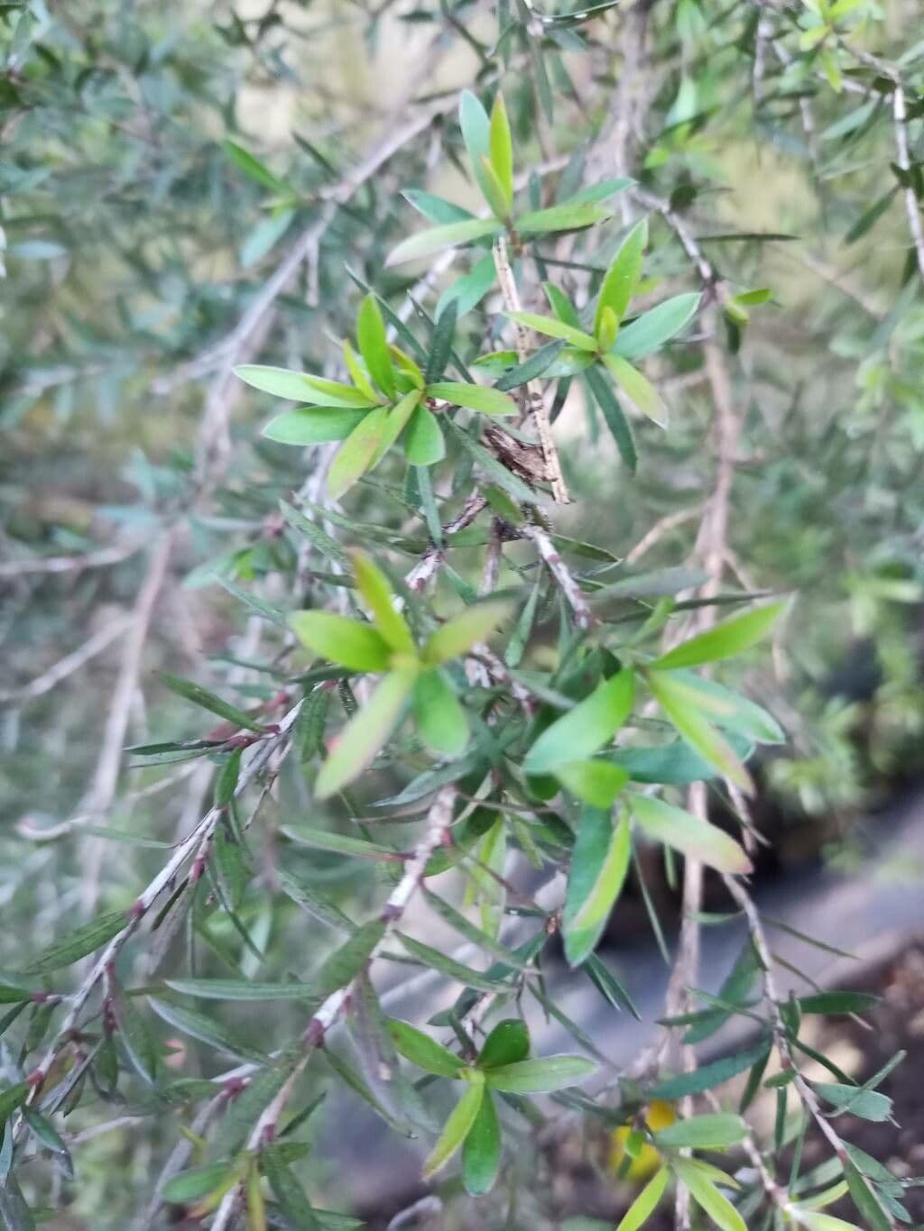Manuka 17