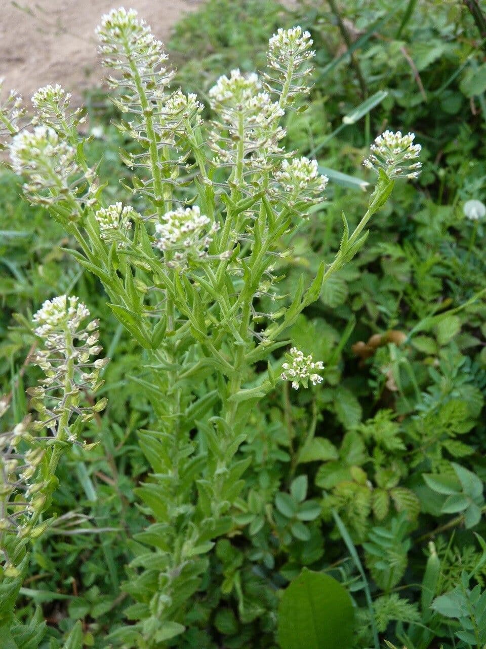 Lepidio campestre 30