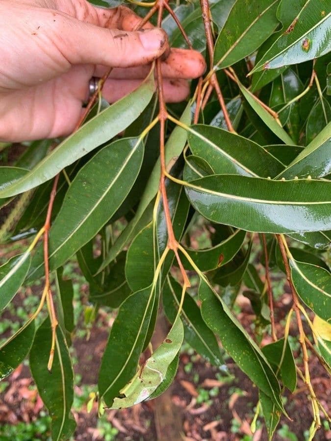 Corymbia intermedia 2