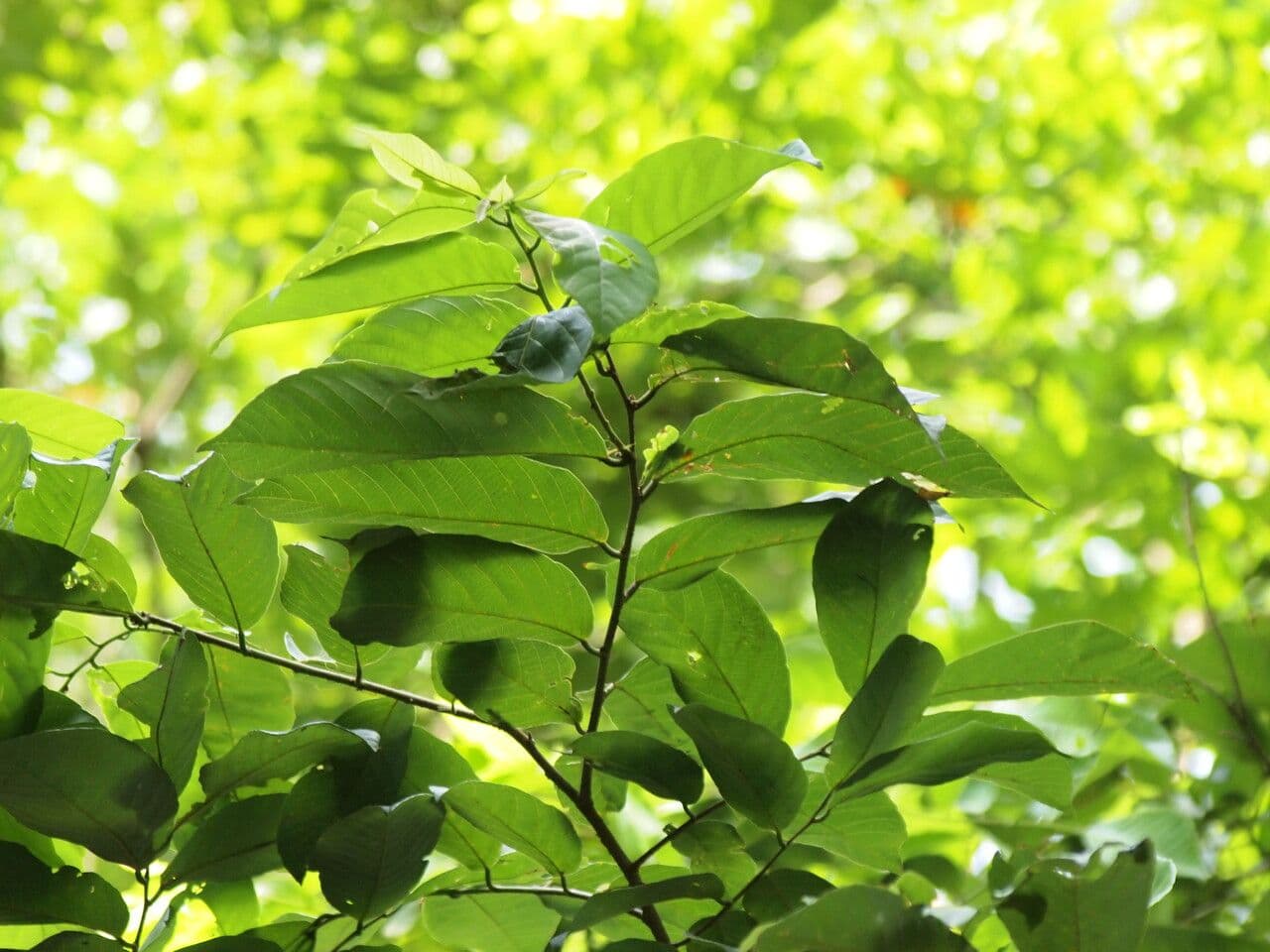 Bridelia atroviridis