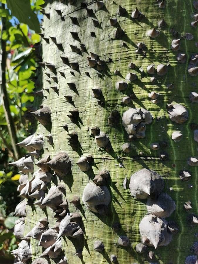 Ceiba speciosa 24
