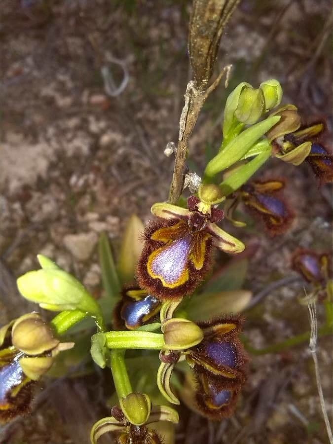 Ophrys speculum 10