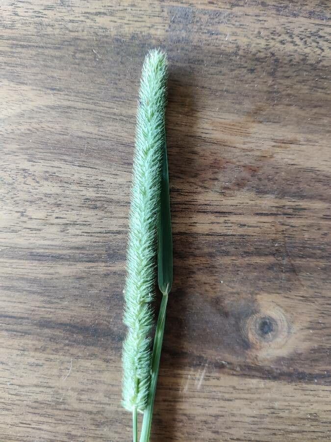 Codolina 24