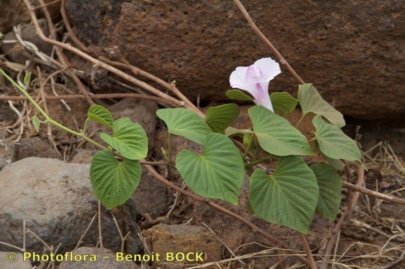 Ipomoea 8