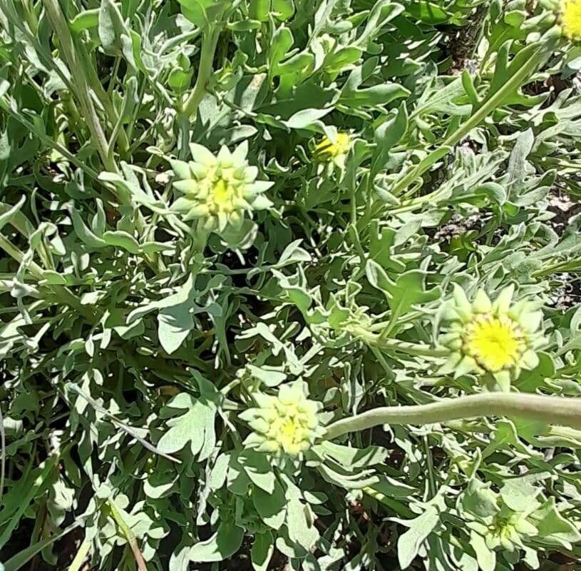 Gaillardia cabrerae 13