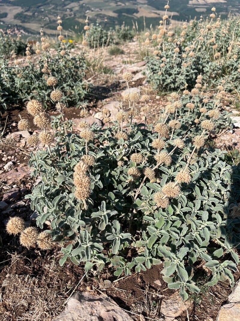 Marrubio grigio 6