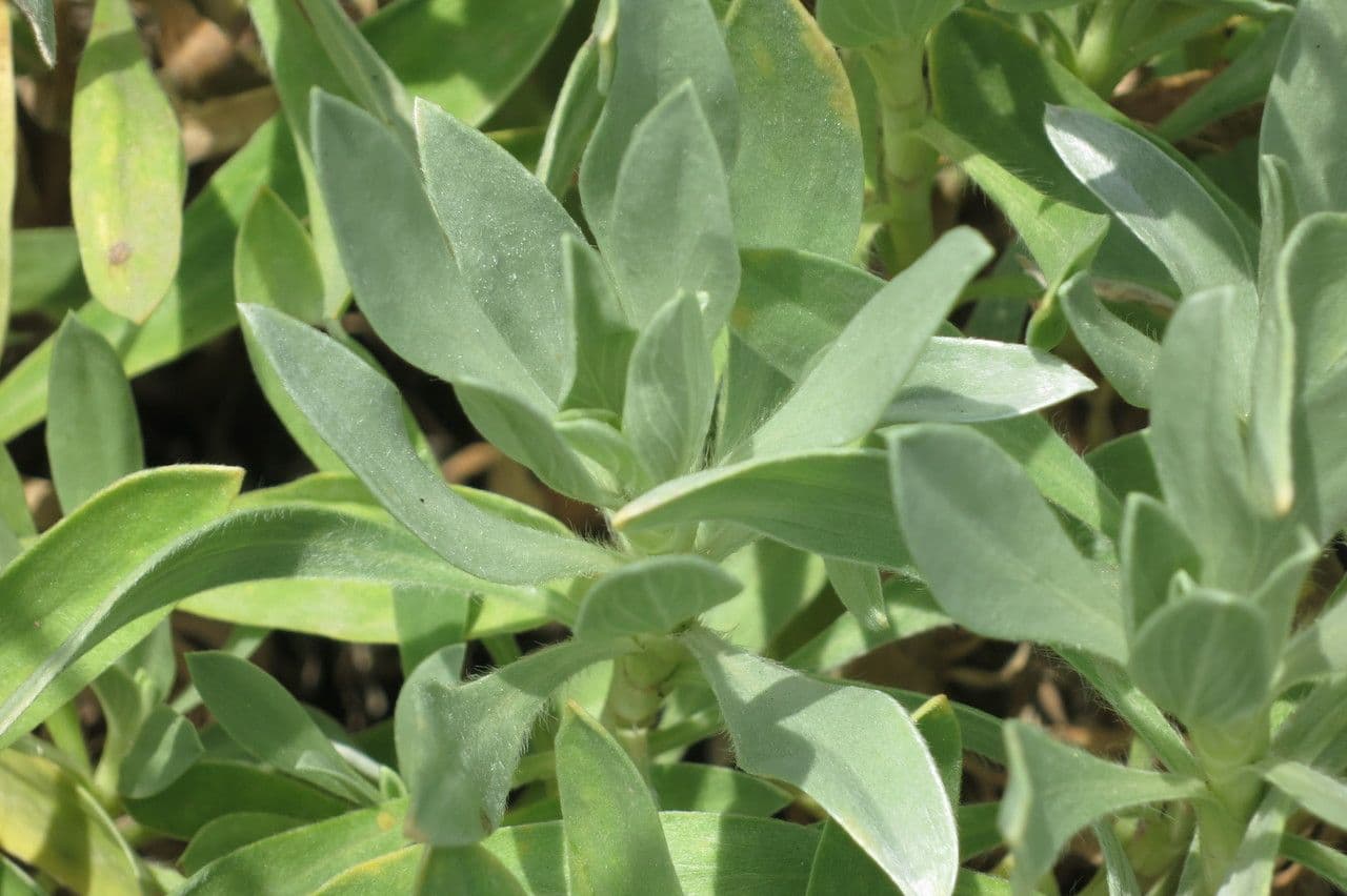 Vedovina lucida 22