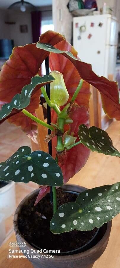 Begonia 25