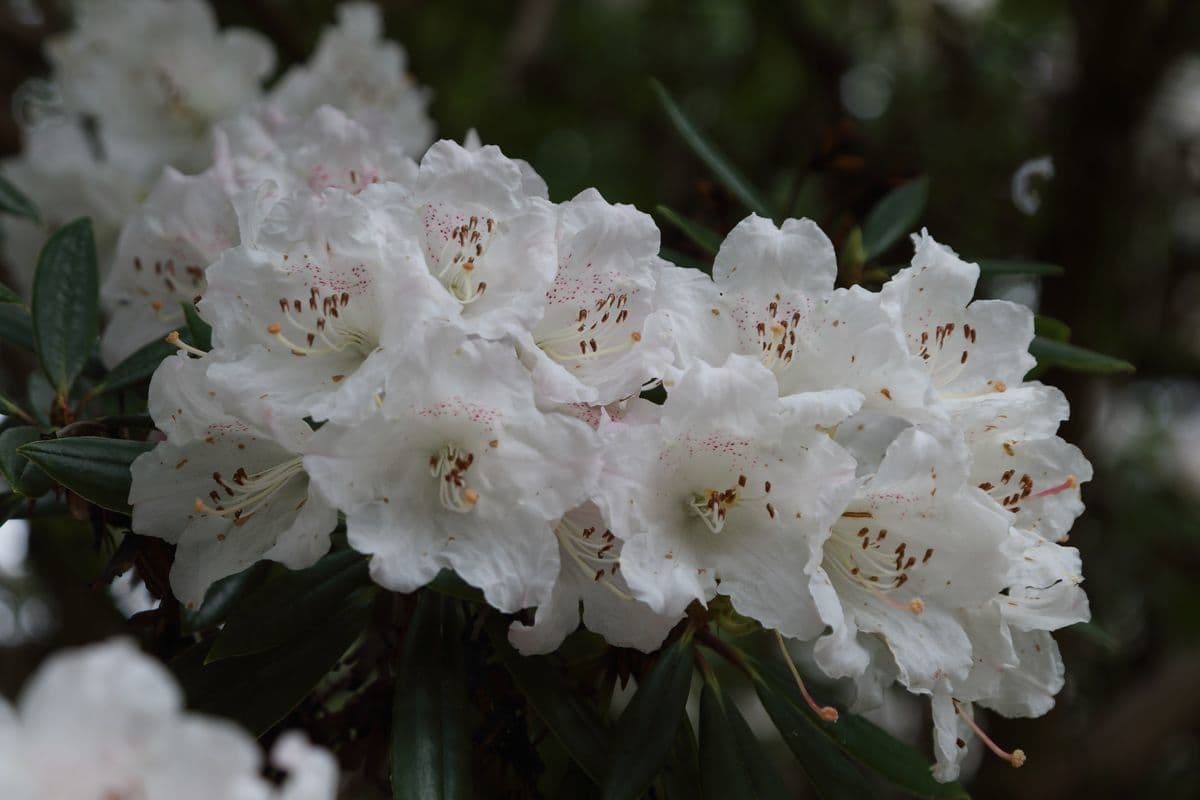 Rododendro 4