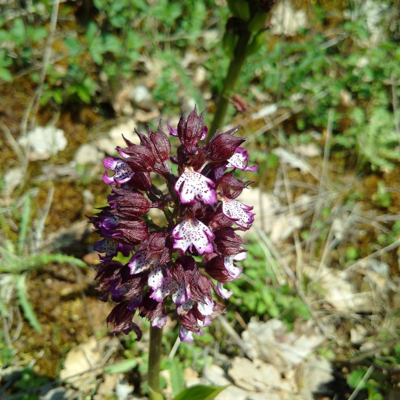 Orchide maggiore 8