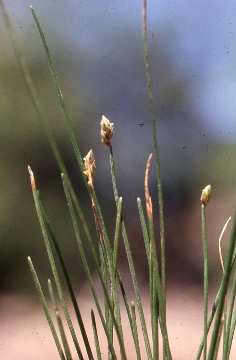 Sedge bonariensis 7