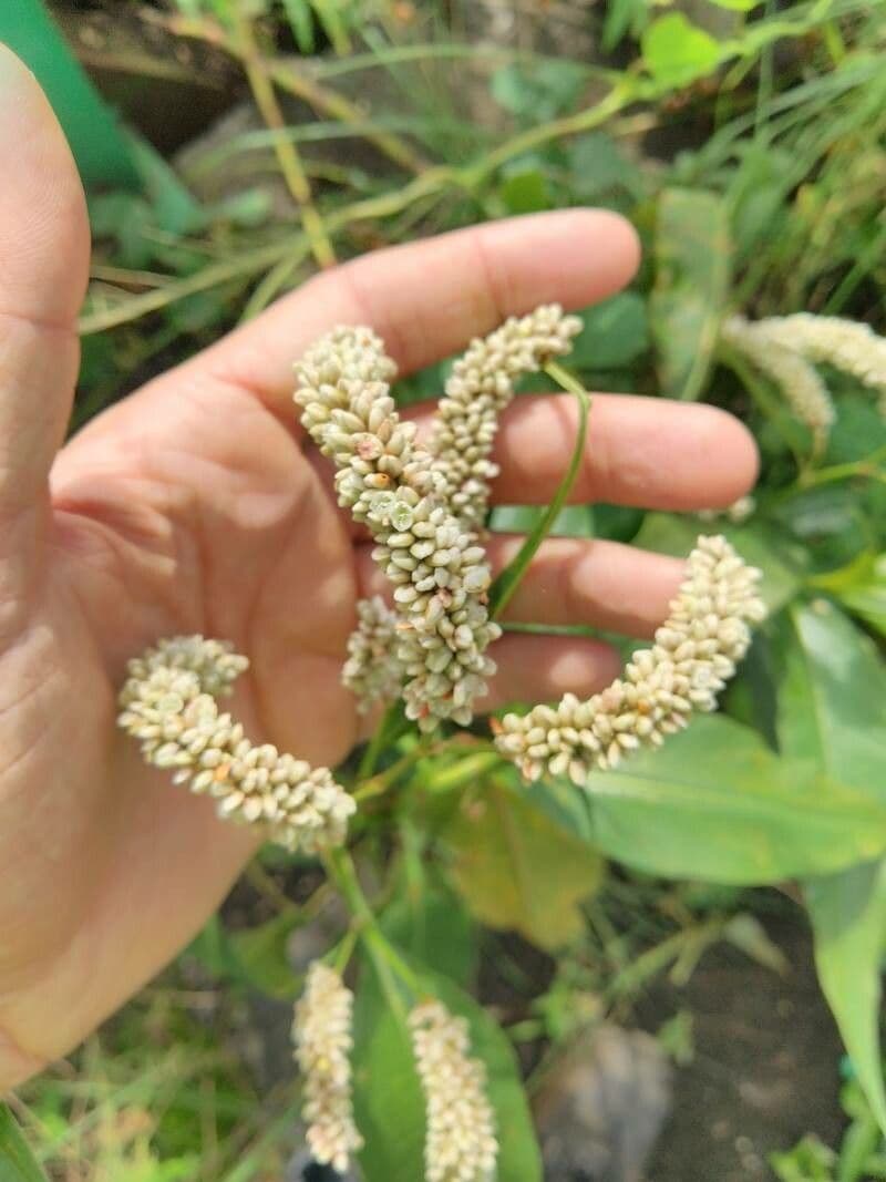 Persicaria 2