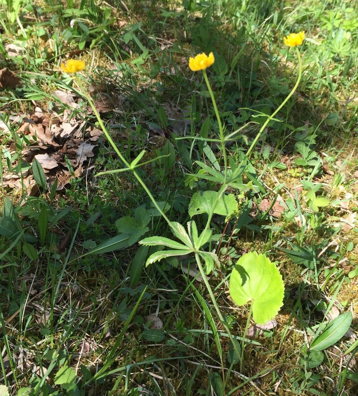 Ranunculus cassubicus