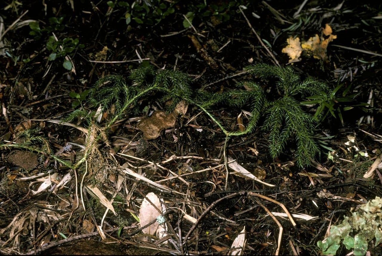 Lycopodium
