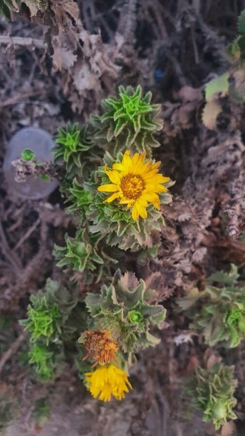 Haplopappus