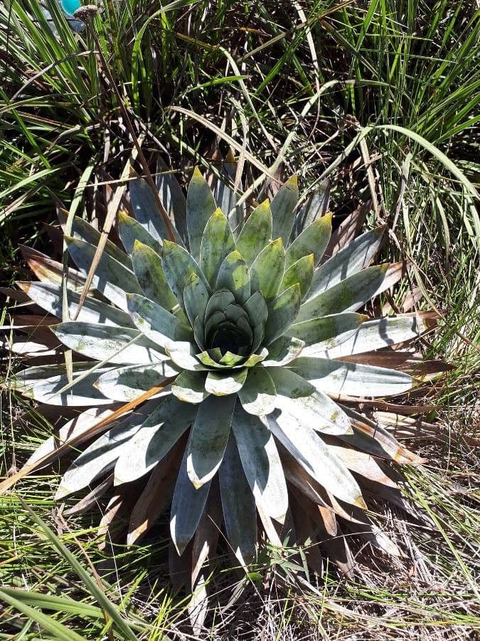 Paepalanthus 6