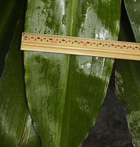 Cochliostema 17