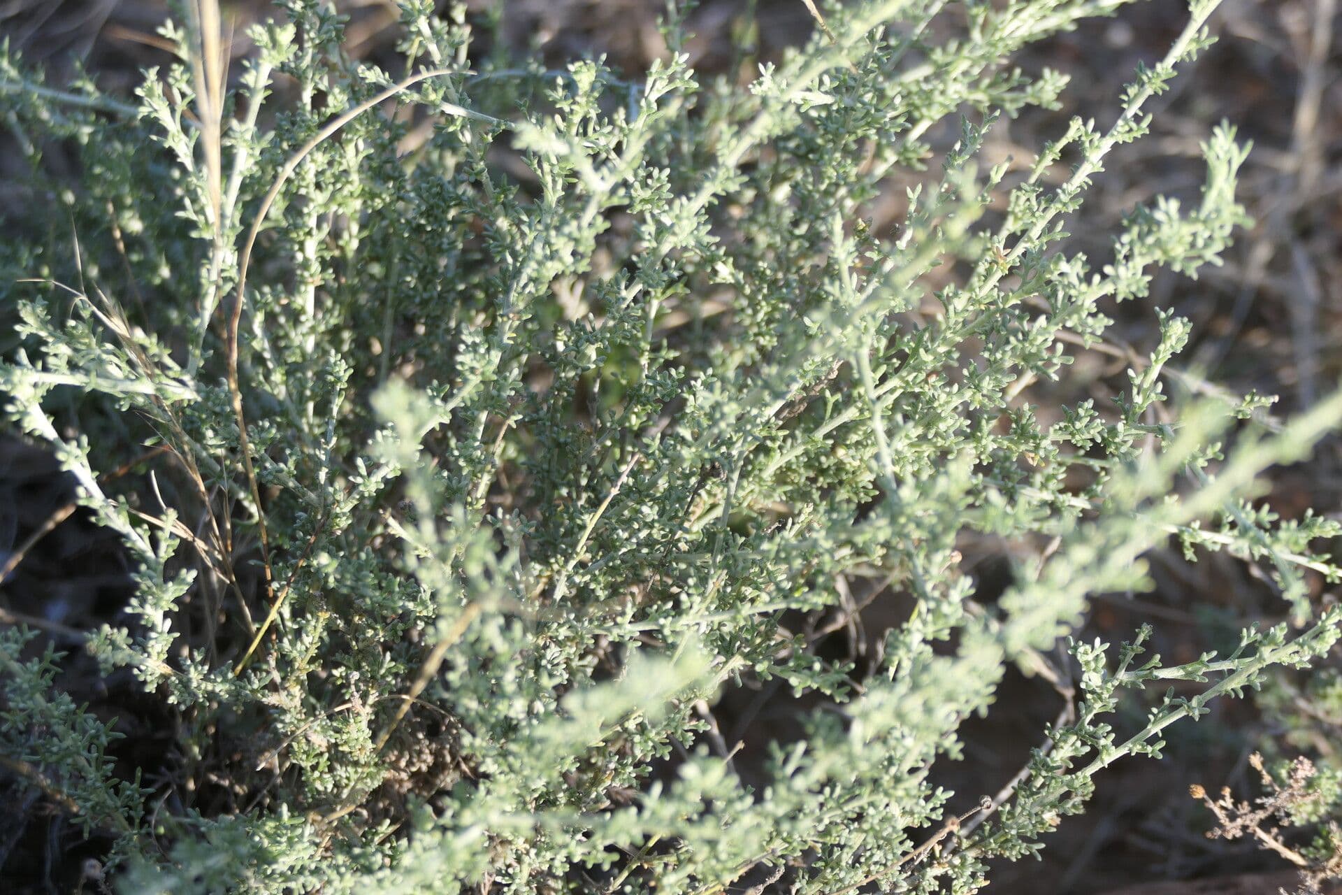 Pentzia grigia 7