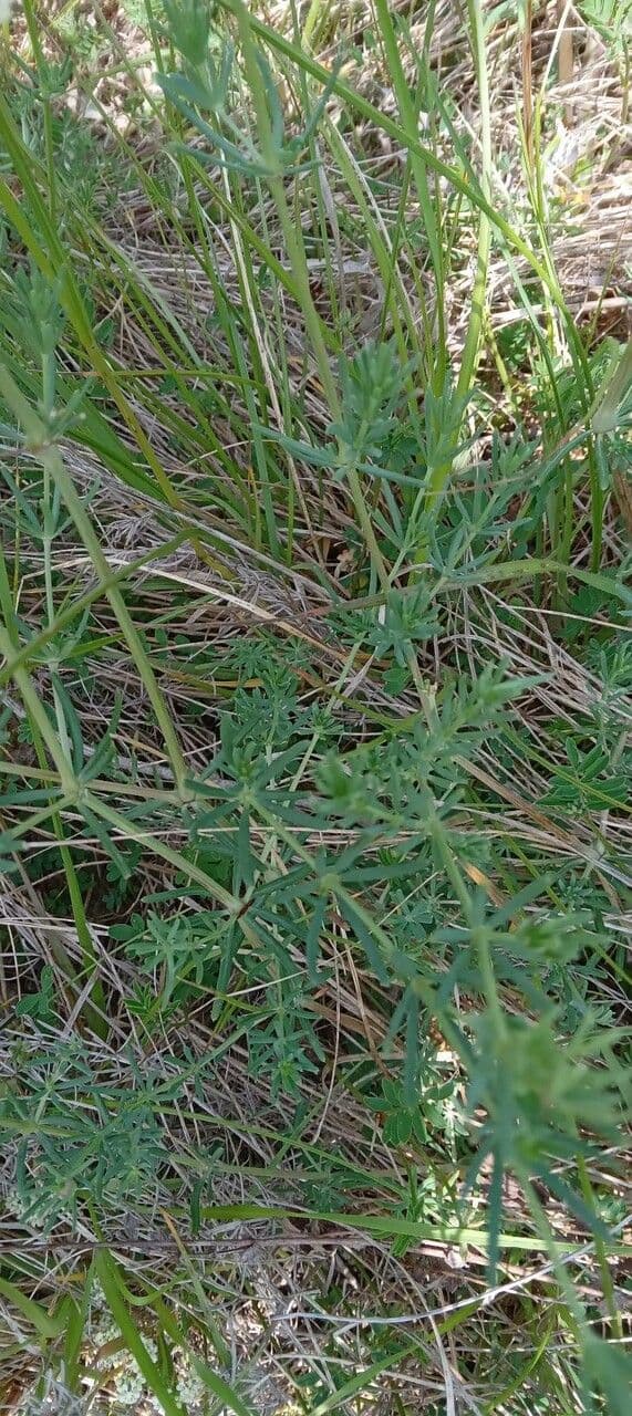 Rubia glauca 17