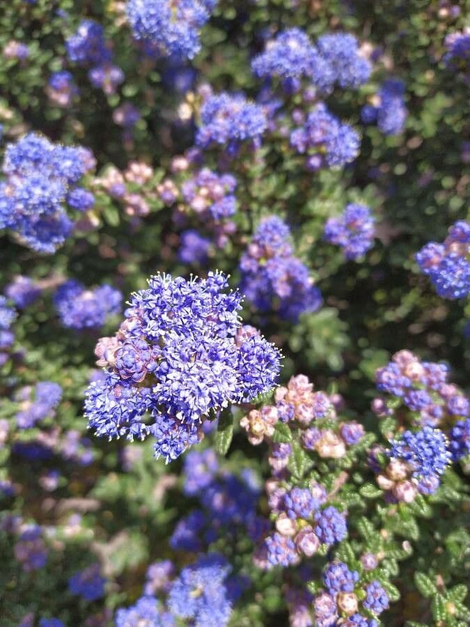 Ceanothus 3