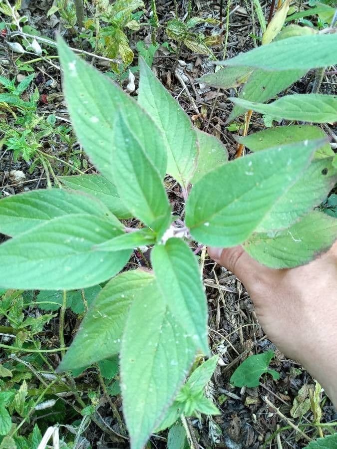 Salvia ananas 8