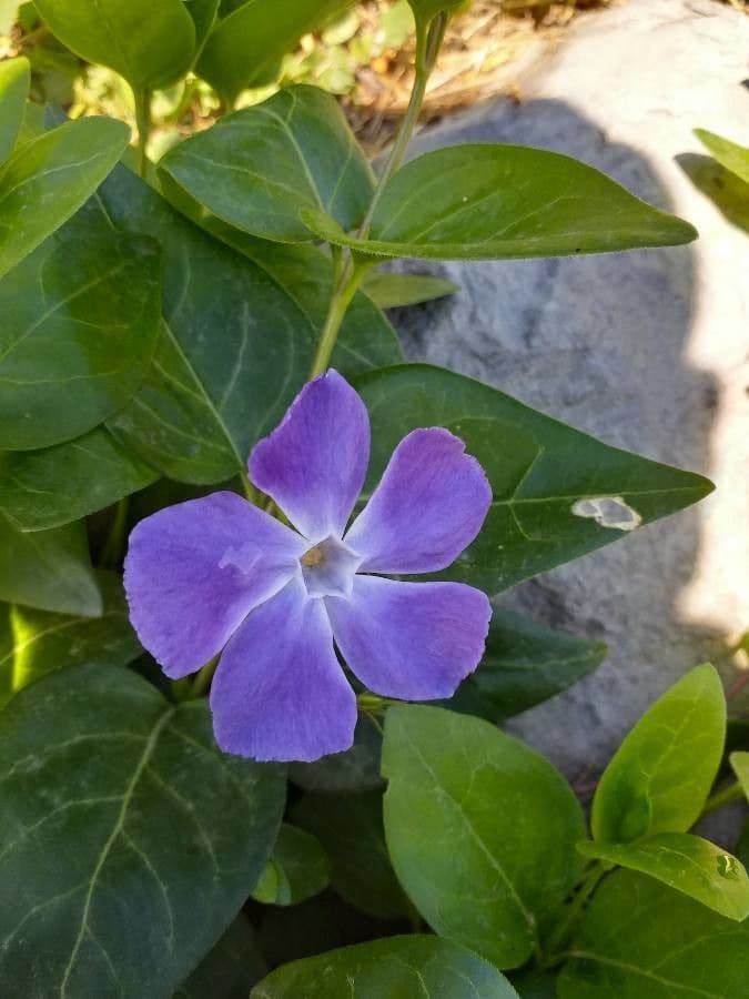 Pervinca maggiore 9