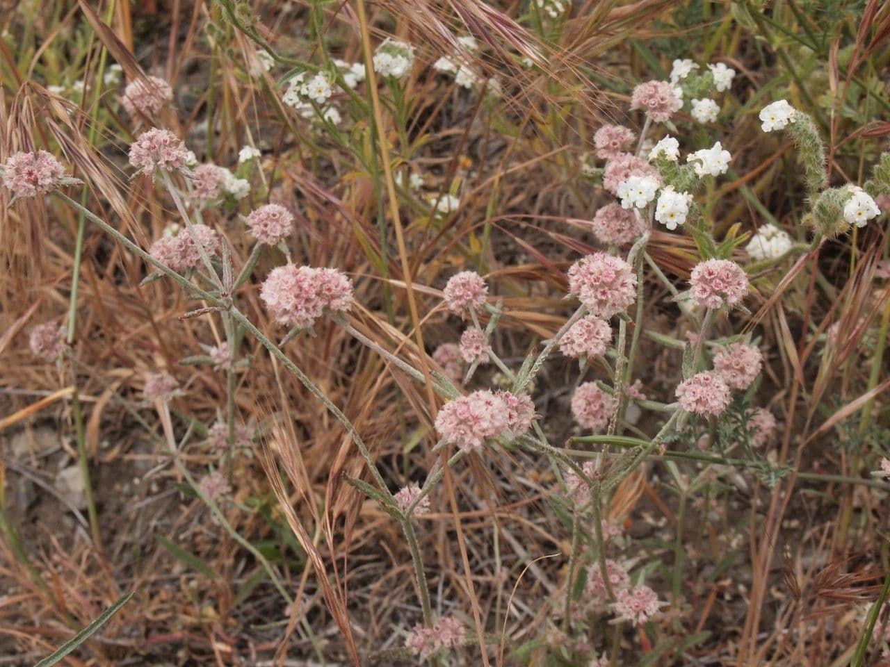 Chorizanthe 6