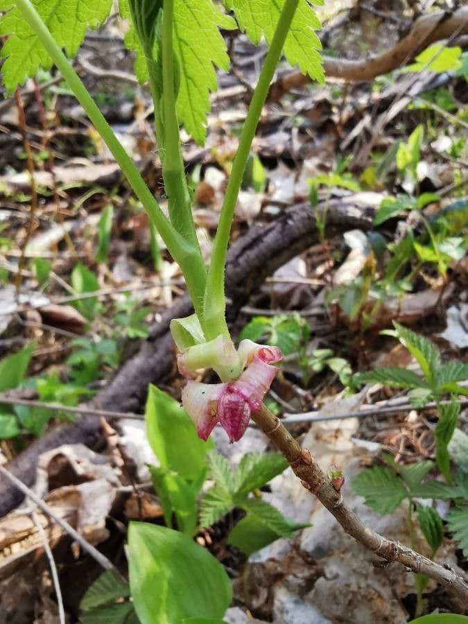 Ribes ghiandoloso 5
