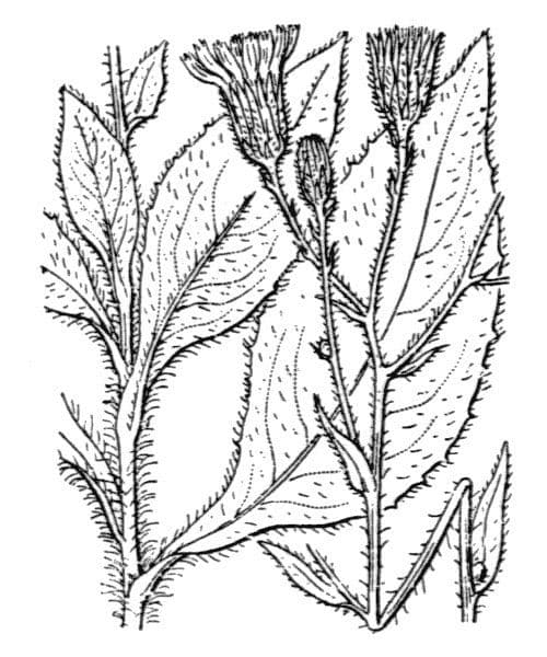 Racemose hawkweed 8