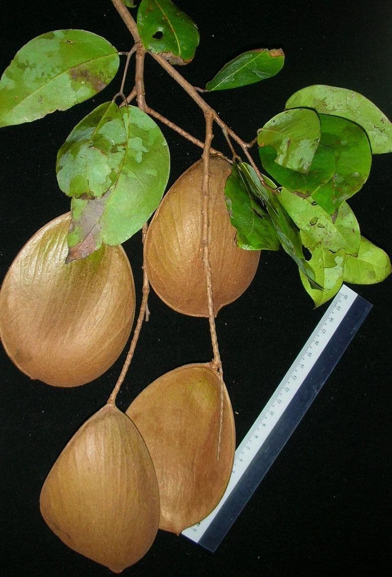 Prioria 2